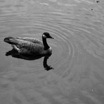 Laurelhurst Park - Parks Near Me - Portland, Oregon Laurelhurst Park - Parks Near Me - Portland, Oregon