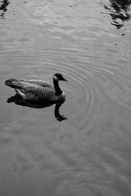 Laurelhurst Park by null