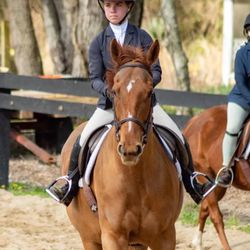 Areion Equestrian
