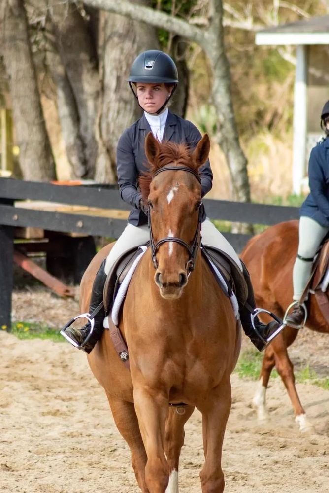 Areion Equestrian - equestrian in Gloucester, VA
