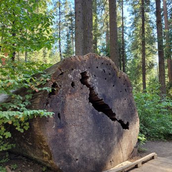 Calaveras Big Trees State Park - Parks Near Me - Arnold, California Calaveras Big Trees State Park - Parks Near Me - Arnold, California