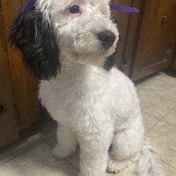 Suzy's Canine Creations - My sweet Molly after her day with Suzy!!