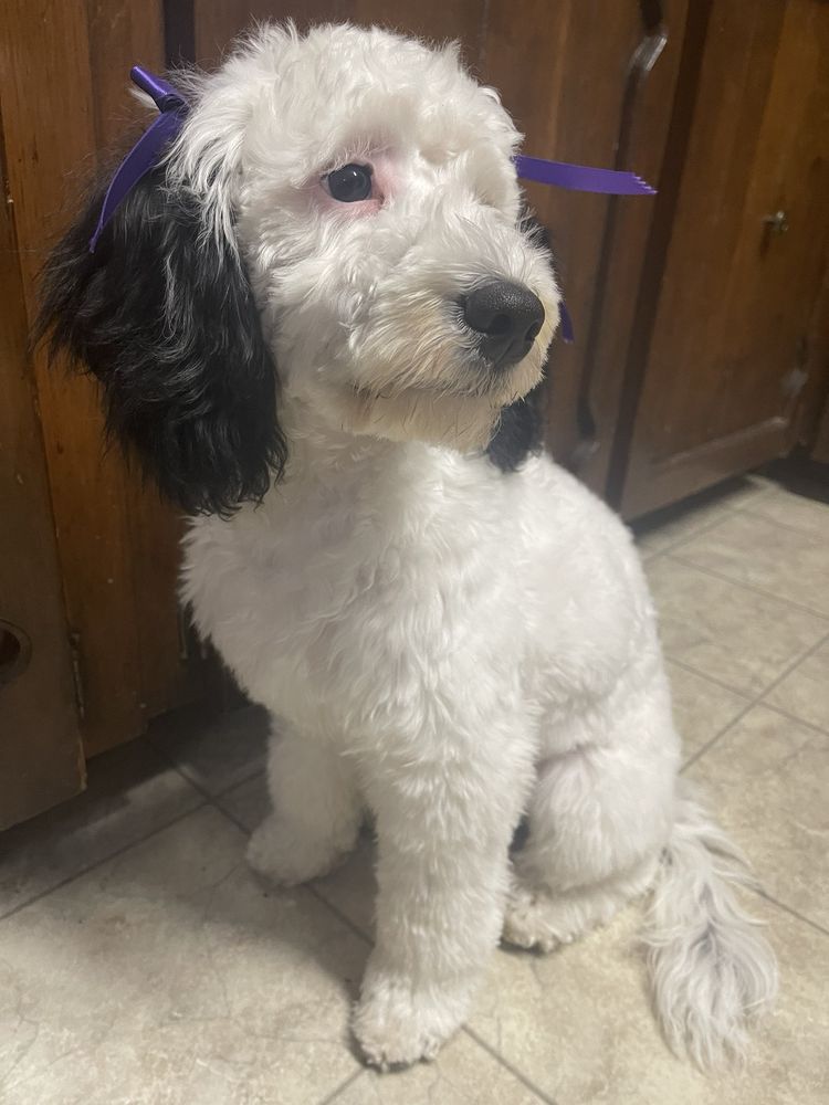 SUZY’S CANINE CREATIONS Updated June 2024 10 Photos 3631 Hwy 19