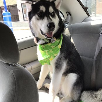 Splish Splash Pet Wash - Avalanche is happy and feeling good after his bath, brush, blow out. - Pet Groomers Near Me - Taylor, Michigan