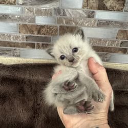 Pacific Coast Siamese and Balinese - First photo is him at "one month old" which was photo I used to choose kitten.