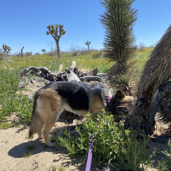 Butte Valley Wildflower Sanctuary - April 1, 2023 - Parks Near Me - Lancaster, California Butte Valley Wildflower Sanctuary - April 1, 2023 - Parks Near Me - Lancaster, California
