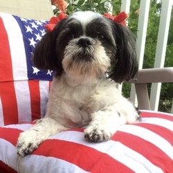 Pet Nanny - Meet Belle our little 'Diva', just after her beauty treatment at 'The Pet Nanny' grooming and pet sitting services!