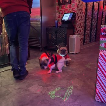 Kona's - Cuties adorned in Xmas attire - Bars Near Me - San Francisco, California