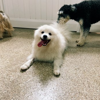 K9 Loft - Pet Groomers Near Me - Pasadena, California K9 Loft - Pet Groomers Near Me - Pasadena, California