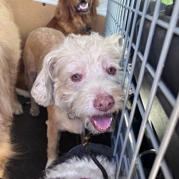 OC Pup Scouts - Dog Walkers Near Me - Dana Point, California OC Pup Scouts - Dog Walkers Near Me - Dana Point, California