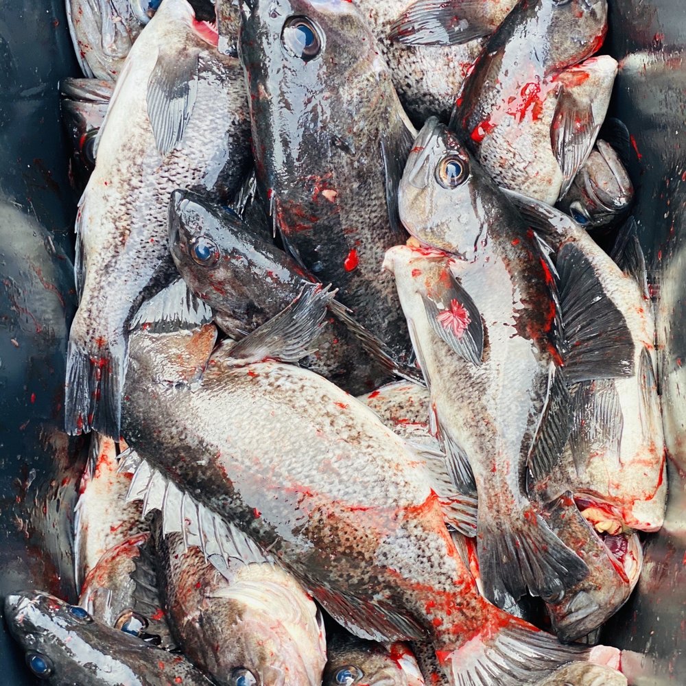 Chinook Charters - Black rod cod. - Boat Charters Near Me - Coos Bay, Oregon Chinook Charters - Black rod cod. - Boat Charters Near Me - Coos Bay, Oregon