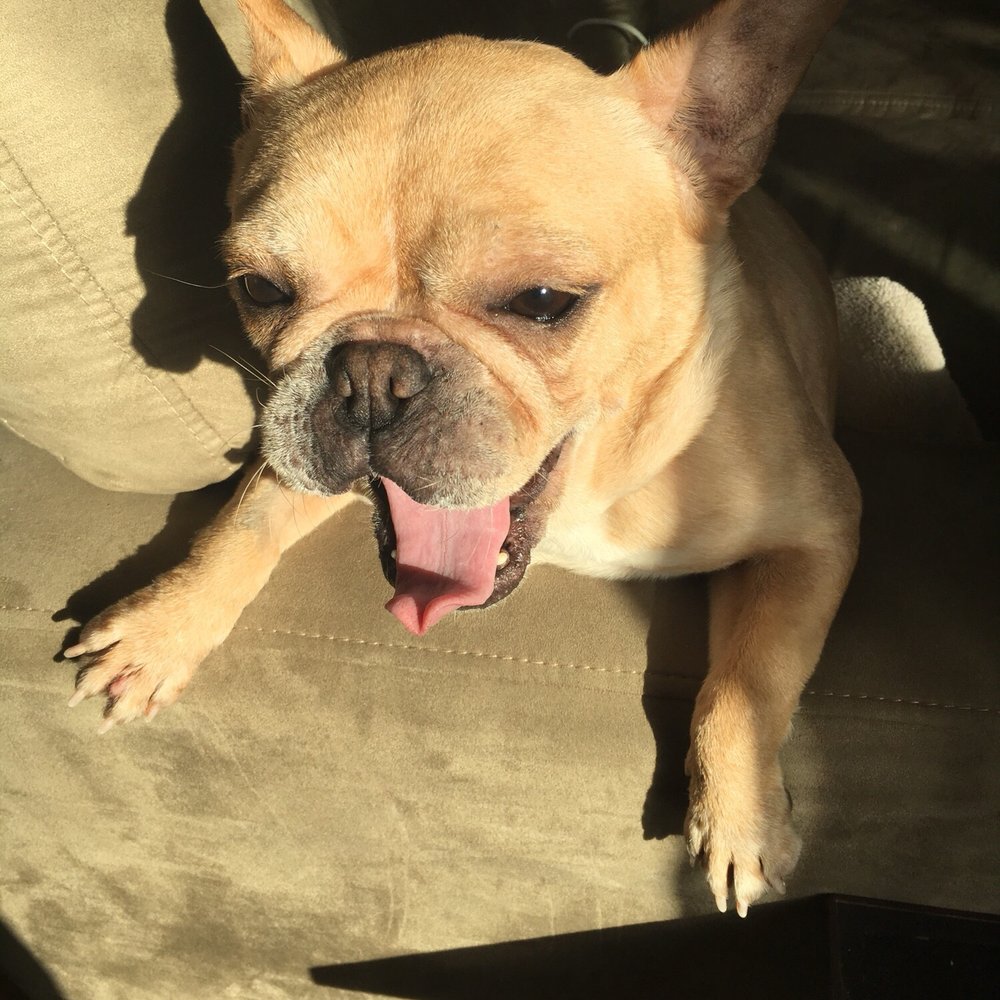 A A Comet Dog Training Services - Such a happy dog! - Pet Training Near Me