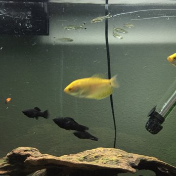 Fondren Fish & Pets - Pet Stores Near Me - Houston, Texas Fondren Fish & Pets - Pet Stores Near Me - Houston, Texas