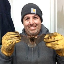Gray Brothers Wildlife - Bat Removal