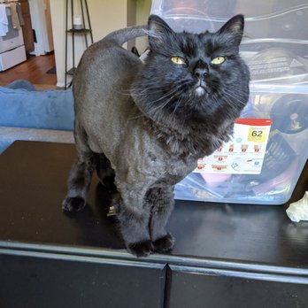 Top Cat & Tails - Pet Groomers Near Me - Nashville, Tennessee Top Cat & Tails - Pet Groomers Near Me - Nashville, Tennessee