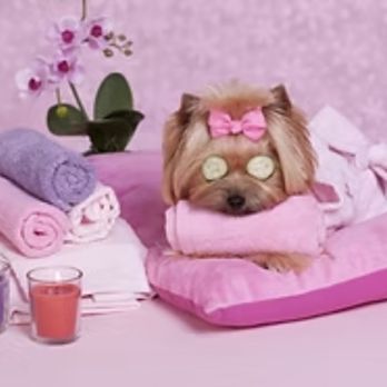 Pawsitively Purrfect Paws - Pet Groomers Near Me - Tucson, Arizona Pawsitively Purrfect Paws - Pet Groomers Near Me - Tucson, Arizona
