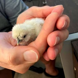 TnF Farms - A freshly hatched Silkie chick