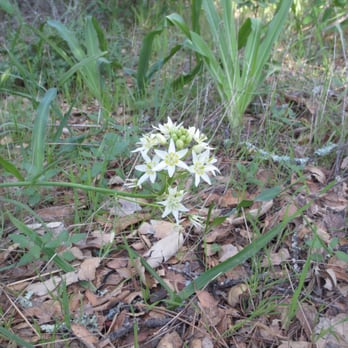 Mount Diablo State Park - Soap Root Flower - Parks Near Me - Clayton, California Mount Diablo State Park - Soap Root Flower - Parks Near Me - Clayton, California