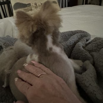 Grooming by Darcy - Pom - Pet Groomers Near Me - Las Vegas, Nevada