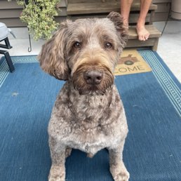 Golden doodle groomer