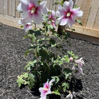 Tellez Landscapes - Rose of Sharon - Landscaping Near Me
