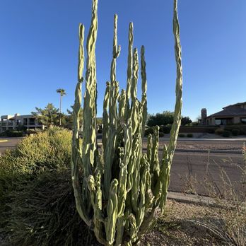 Fountain Park - Totem Cacti - Parks Near Me - Fountain Hills, Arizona Fountain Park - Totem Cacti - Parks Near Me - Fountain Hills, Arizona