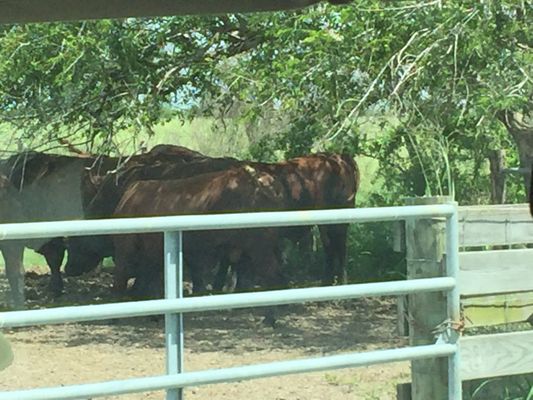 King Ranch by null