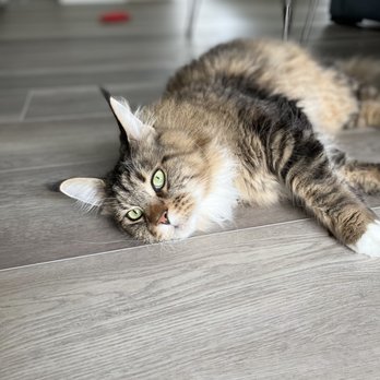Floor Depot - Finished on schedule so kittens can play! - Flooring Near Me - San Jose, California