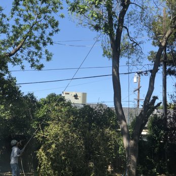 Urban Tree Care - Tree Services Near Me Urban Tree Care - Tree Services Near Me