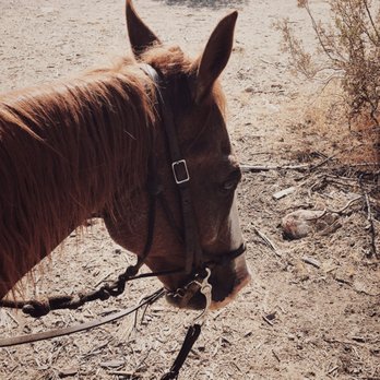 Smoke Tree Stables - Scooter! - Horseback Riding Near Me - Palm Springs, California Smoke Tree Stables - Scooter! - Horseback Riding Near Me - Palm Springs, California