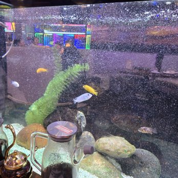 Always Cool BBQ - fish tank - Bars Near Me - Fremont, California Always Cool BBQ - fish tank - Bars Near Me - Fremont, California