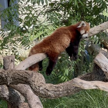 Central Coast Zoo - Red Panda - Zoos Near Me - Atascadero, California Central Coast Zoo - Red Panda - Zoos Near Me - Atascadero, California