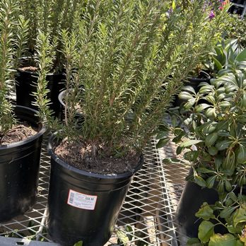 The Home Depot - Beautiful - Nurseries & Gardening Near Me - Escondido, California