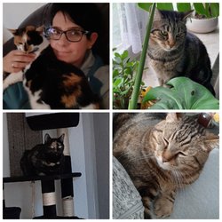Tierarztpraxis Gehrke - Meine 4 Tiger fühlen sich immer wohl bei Dr.Gehrke