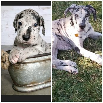 Cavanaugh Pet Hospital - Doctor muzzled my puppy and kept recommending training to help dicipline our pup. Took no time to make our dane comfortable. - Veterinarians Near Me - Blue Springs, Missouri Cavanaugh Pet Hospital - Doctor muzzled my puppy and kept recommending training to help dicipline our pup. Took no time to make our dane comfortable. - Veterinarians Near Me - Blue Springs, Missouri