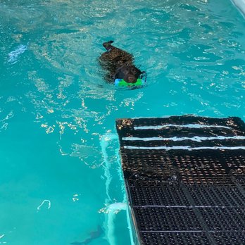 Doggie Central - Swimming!! - Dog Walkers Near Me - Los Angeles, California