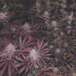 Green Farms Recreational + Medical Dispensary - Dark Ringmaster!