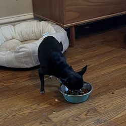 Saint Louis Dog Walkers - Eating--always a worry that they'll eat enough while we're gone.