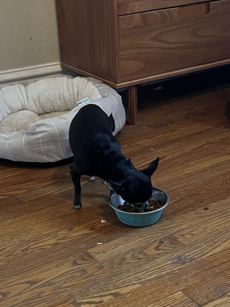 Saint Louis Dog Walkers - pet boarding facility in Richmond Heights, MO