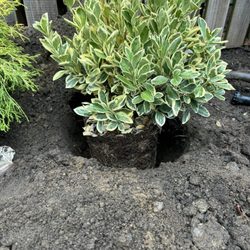 Prospero Wholesale Nursery