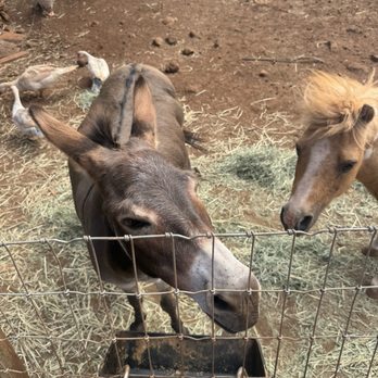 Maui Animal Farm - Donkeys - Petting Zoos Near Me - Lahaina, Hawaii
