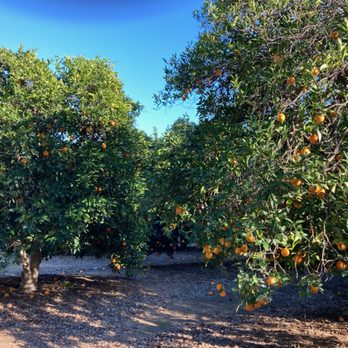 Prospect Park - Parks Near Me - Redlands, California