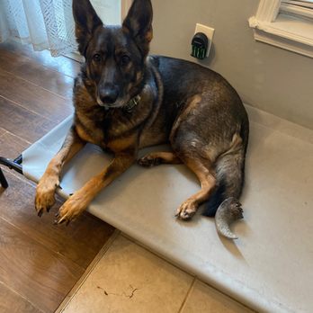 Got 2 Petsit - Petsitting client - Pet Sitting Near Me Got 2 Petsit - Petsitting client - Pet Sitting Near Me