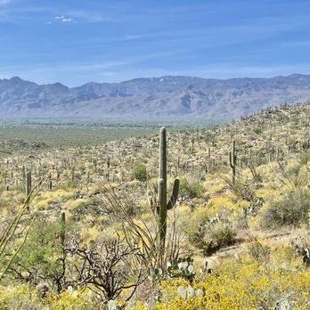 Saguaro National Park - Parks Near Me - Tucson, Arizona Saguaro National Park - Parks Near Me - Tucson, Arizona