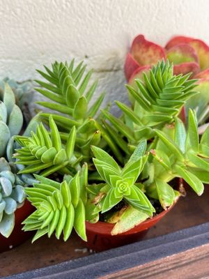 Succulent Coffee by null