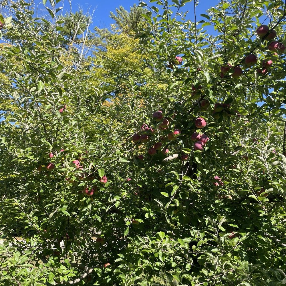 apple orchard