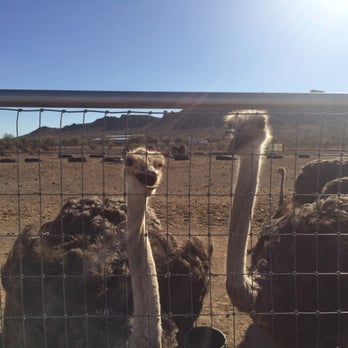 Rooster Cogburn Ostrich Ranch - Petting Zoos Near Me - Picacho, Arizona Rooster Cogburn Ostrich Ranch - Petting Zoos Near Me - Picacho, Arizona