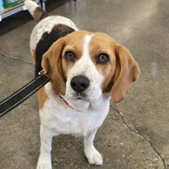 Unleashed - So fresh and so clean! - Pet Stores Near Me - Chula Vista, California