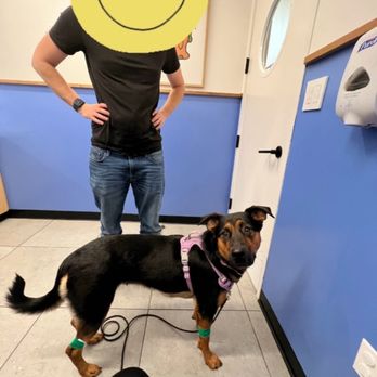 Modern Animal Pasadena - Exam room - Veterinarians Near Me - Pasadena, California Modern Animal Pasadena - Exam room - Veterinarians Near Me - Pasadena, California