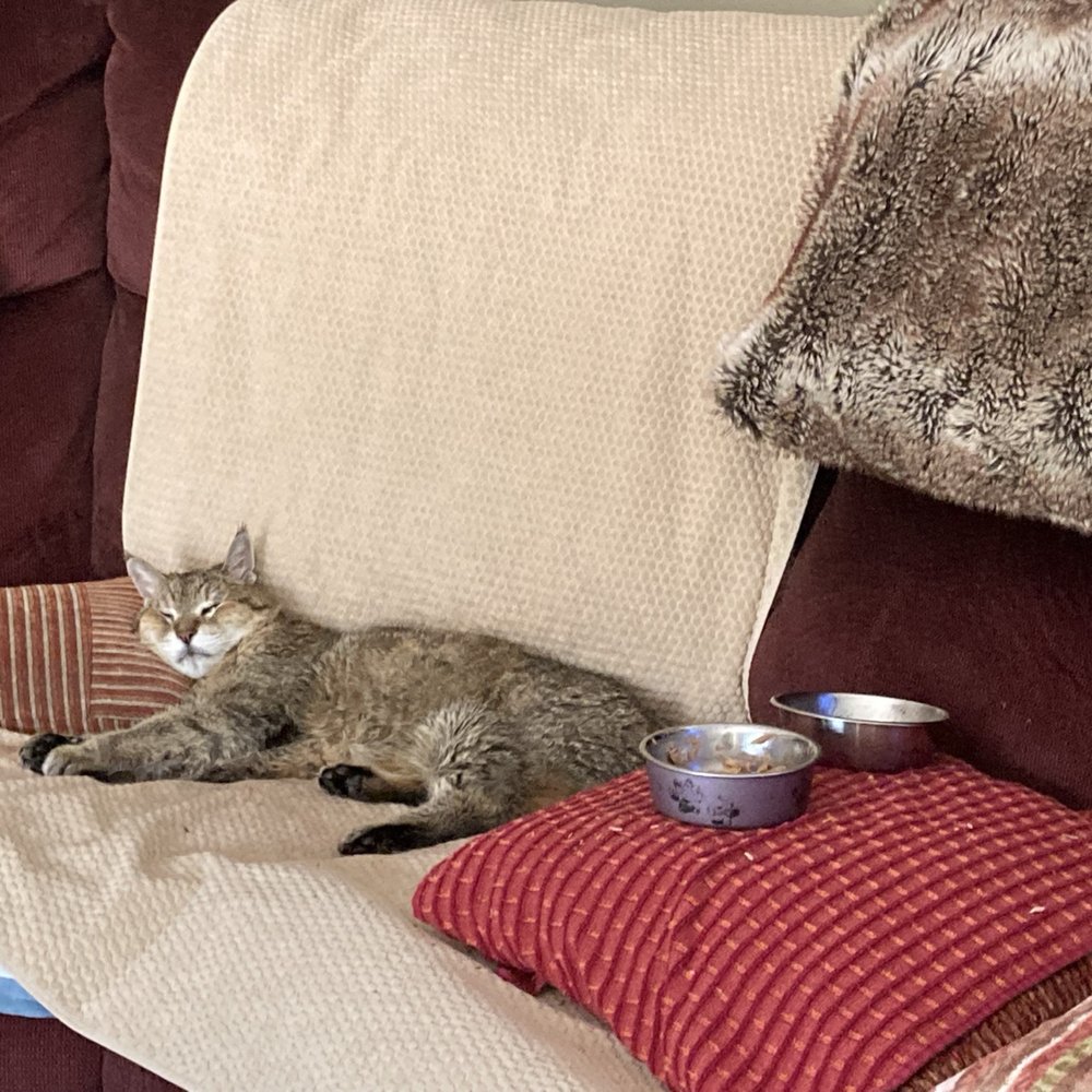 Dr 4 Pets - Kitty - Veterinarians Near Me Dr 4 Pets - Kitty - Veterinarians Near Me